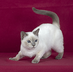 tonkinese cat